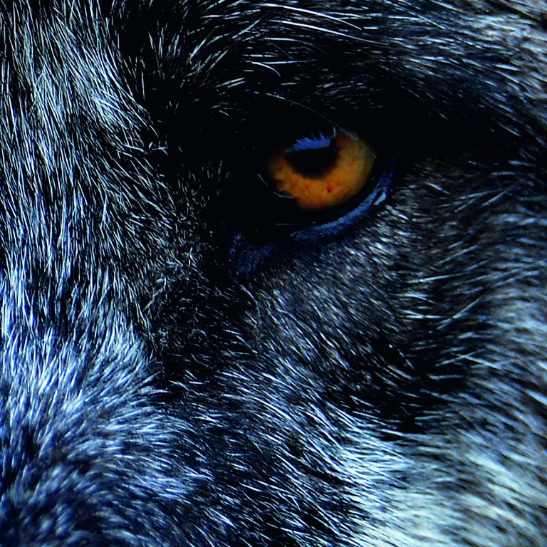 Out now: KILLFLAVOURs „Forest Mirror“ gatefold vinyl